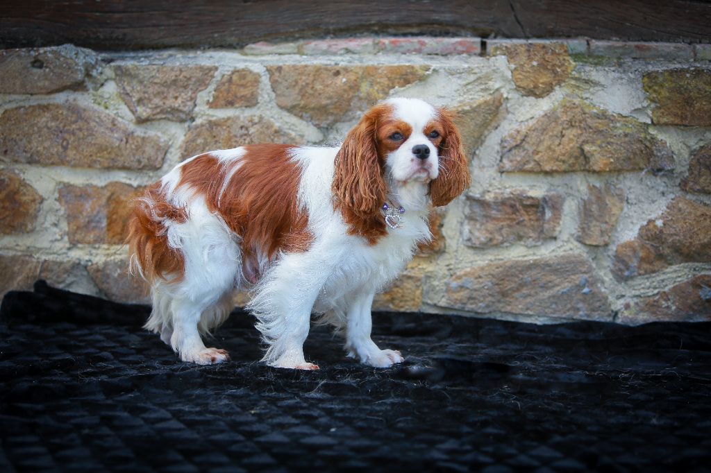 Les Cavalier King Charles Spaniel de l'affixe Patricia Coueffe