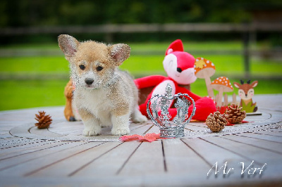 Patricia Coueffe - Welsh Corgi Pembroke - Portée née le 05/08/2024