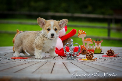 Patricia Coueffe - Welsh Corgi Pembroke - Portée née le 05/08/2024