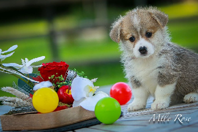 Patricia Coueffe - Welsh Corgi Pembroke - Portée née le 11/07/2024