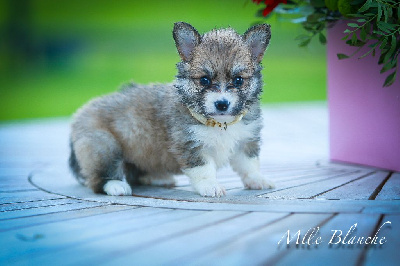 Patricia Coueffe - Welsh Corgi Pembroke - Portée née le 19/06/2024