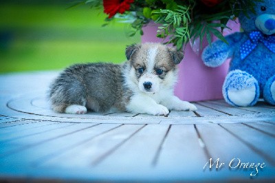 VIKING CORGI   (Collier orange)