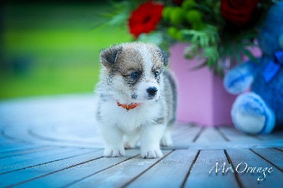 VIKING CORGI   (Collier orange)