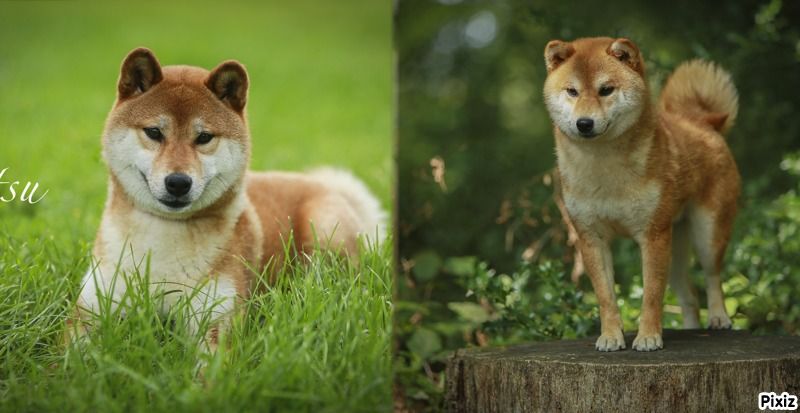 Patricia Coueffe - Chiot disponible  - Shiba