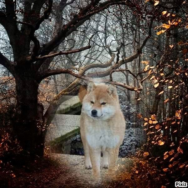 nikola gold kennel Oka megumi