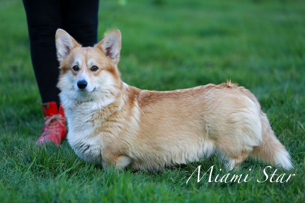Miami star (Sans Affixe)