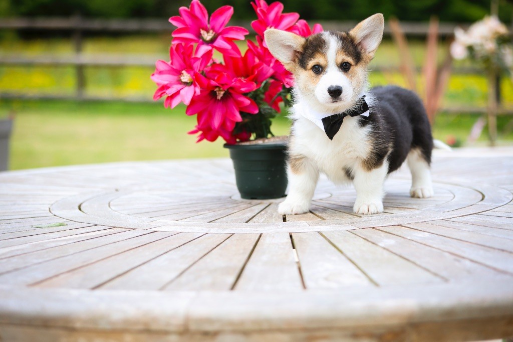 Patricia Coueffe - Chiots disponibles - Welsh Corgi Pembroke