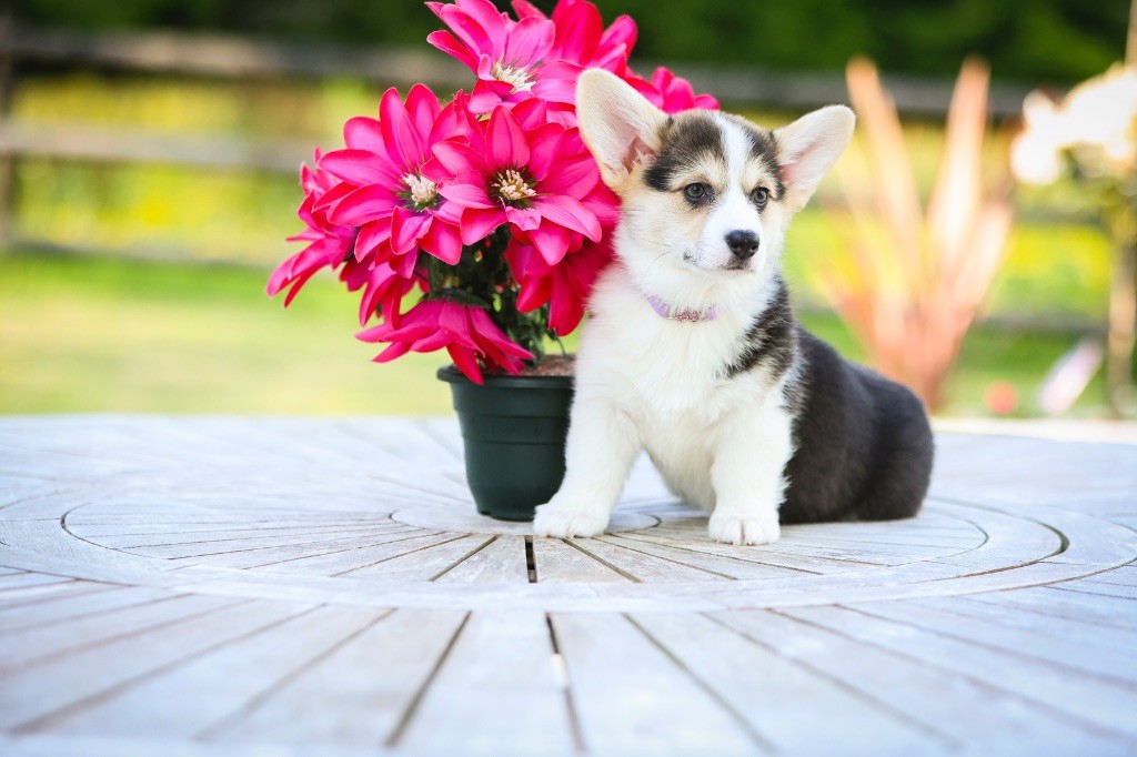 Patricia Coueffe - Chiots disponibles - Welsh Corgi Pembroke