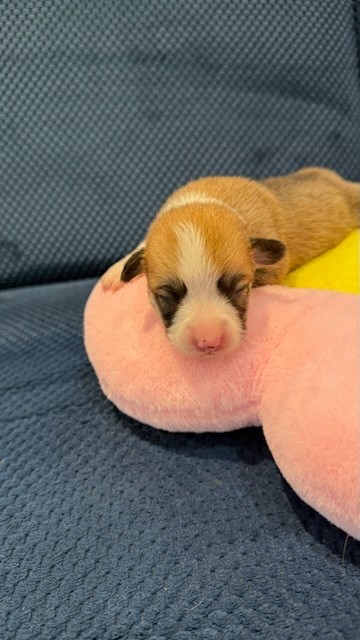 Patricia Coueffe - Chiots disponibles - Welsh Corgi Pembroke