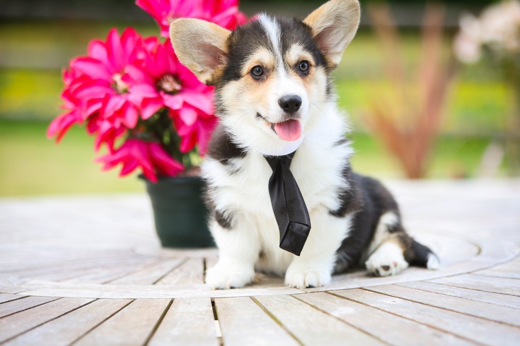 Patricia Coueffe - Chiots disponibles - Welsh Corgi Pembroke