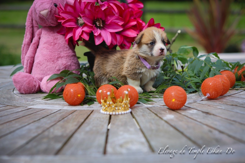 Patricia Coueffe - Chiots disponibles - Welsh Corgi Pembroke