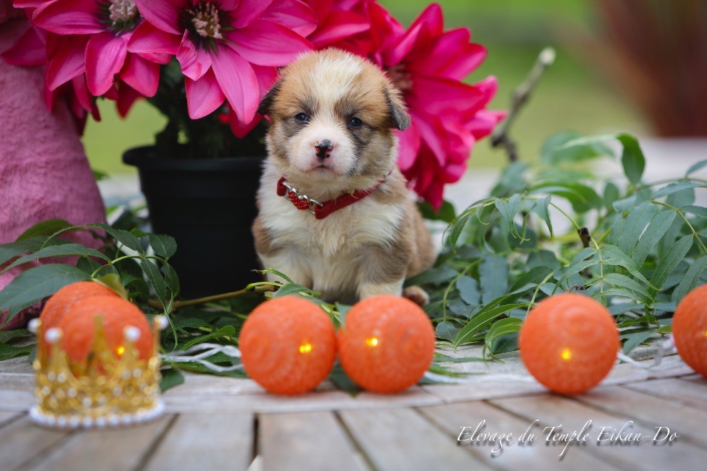 Patricia Coueffe - Chiots disponibles - Welsh Corgi Pembroke