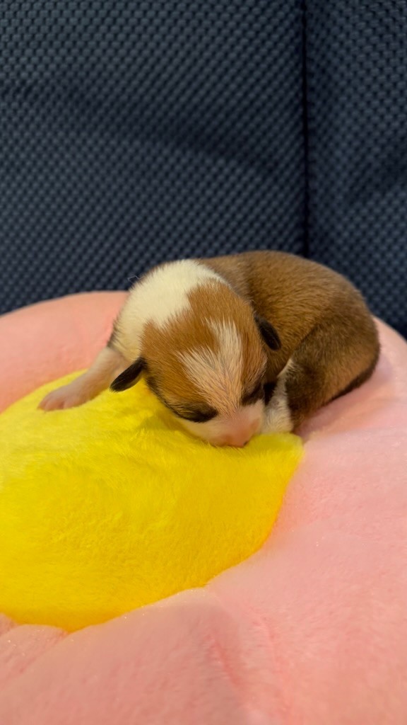 Patricia Coueffe - Chiots disponibles - Welsh Corgi Pembroke