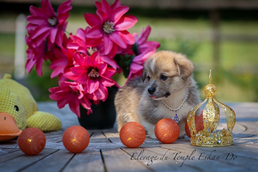 Patricia Coueffe - Chiots disponibles - Welsh Corgi Pembroke
