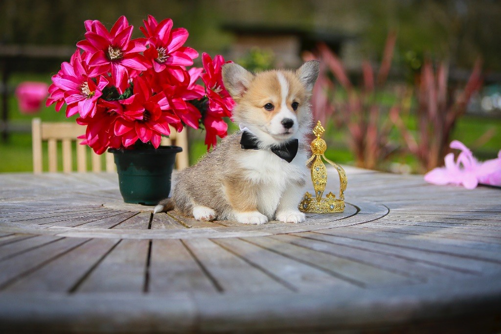 Patricia Coueffe - Chiots disponibles - Welsh Corgi Pembroke