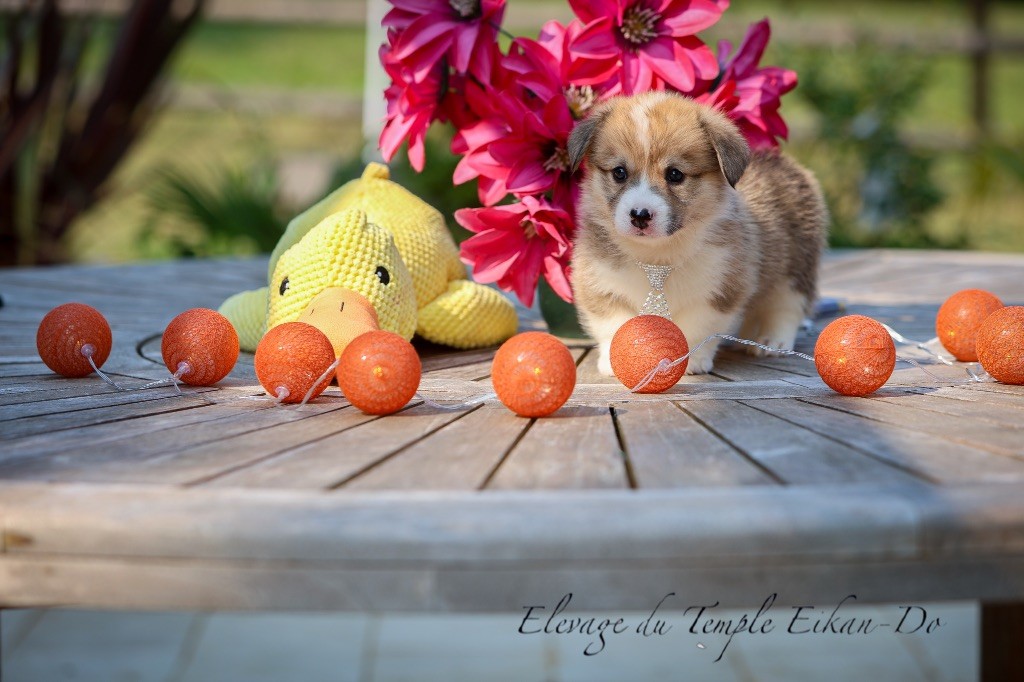 Patricia Coueffe - Chiots disponibles - Welsh Corgi Pembroke